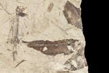 Fossil Fish (Gosiutichthys) Mortality Plate - Lake Gosiute #87808-2